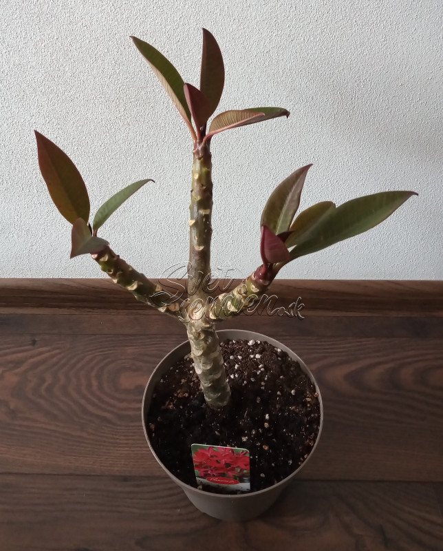Plumeria rubra - ružovo červený kvet 1