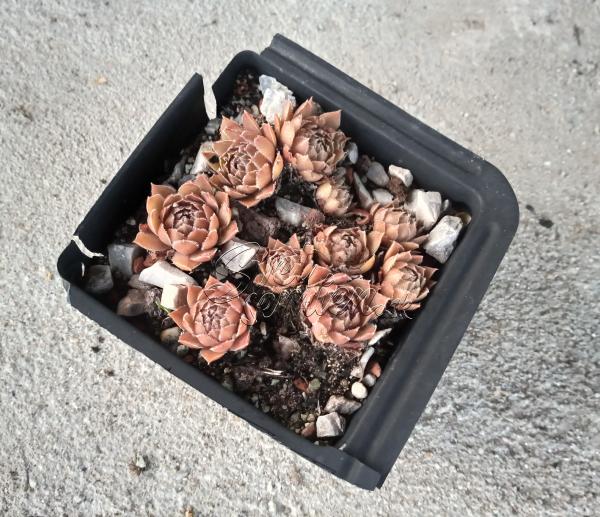 Sempervivum "Gollum"