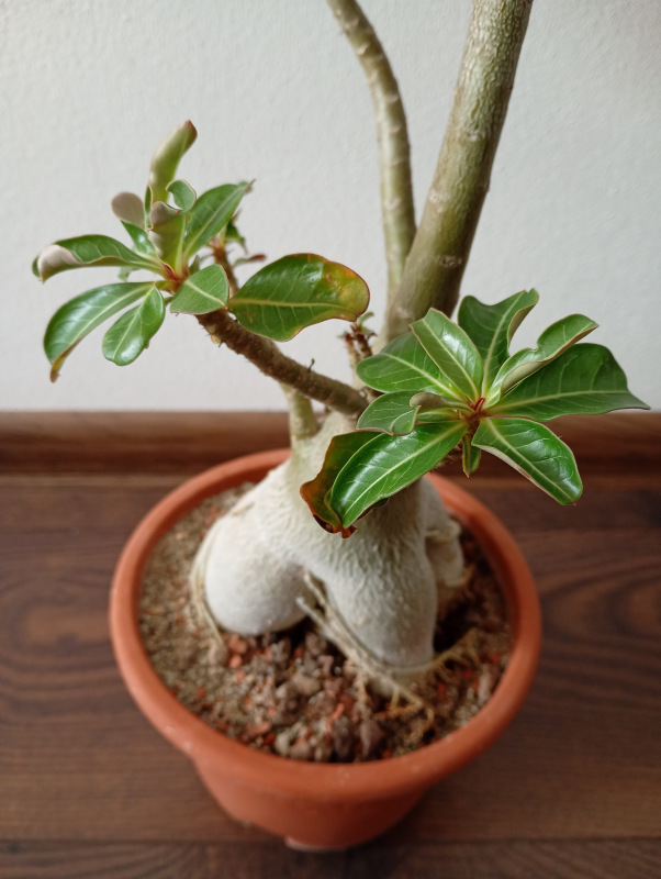 Adenium obesum - semenáč 5