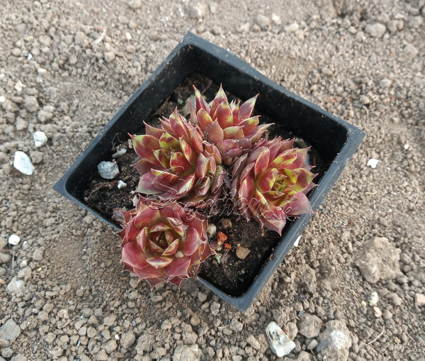 Sempervivum "Killer"