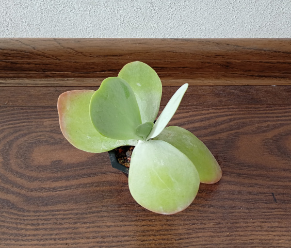 Kalanchoe thyrsiflora