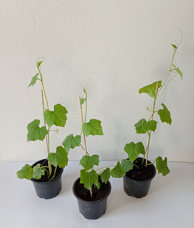 Luffa cylindrica (Lufa valcovitá) 1 ks -sadenička