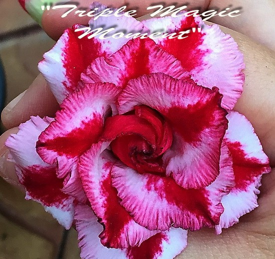 Adenium obesum "Triple Magic Moment" - semenáč 1