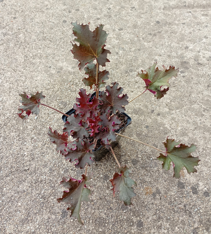 Heuchera "Chocolate Ruffles"