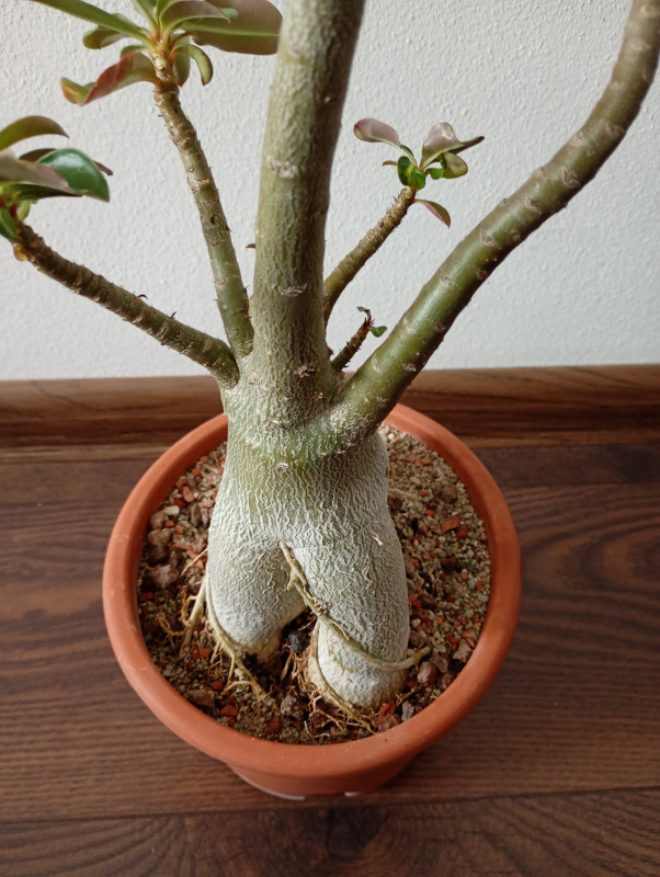 Adenium obesum - semenáč 4