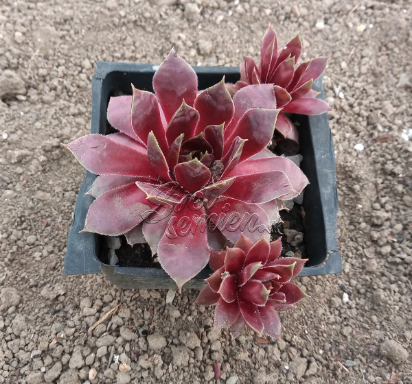 Sempervivum "Andinn Lambo"