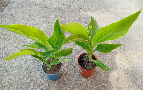Canna Picasso 1