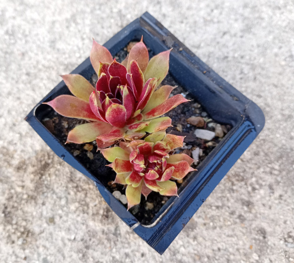 Sempervivum "Killer"