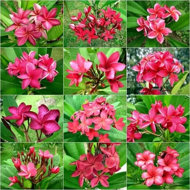Plumeria rubra RED - MIX červených farieb - 1 rastlina