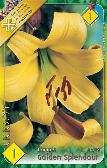 Ľalia - Lilium Trumpet Golden Splendour