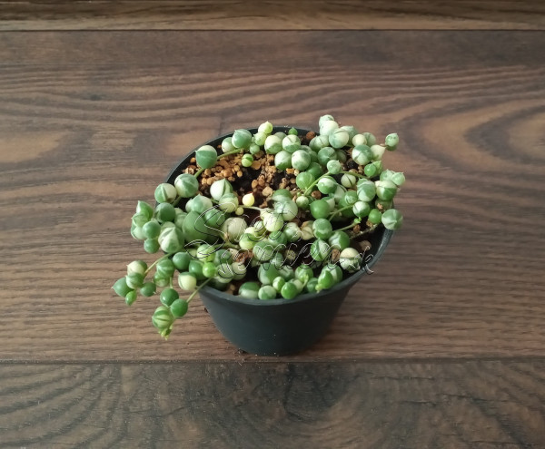 Senecio rowleyanus "Variegata"