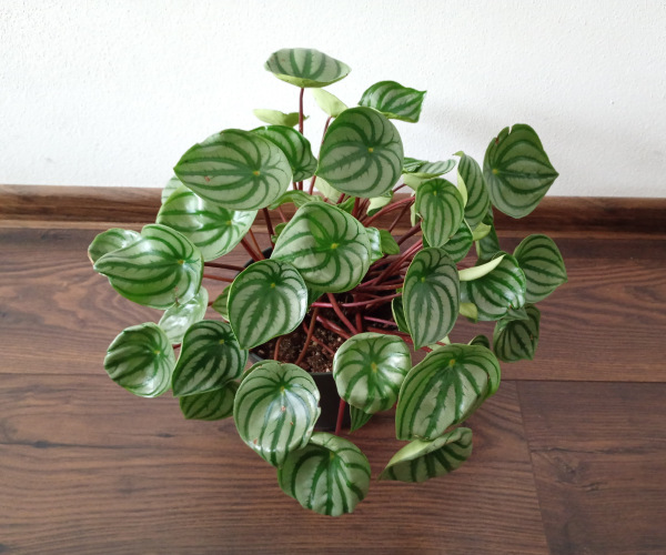 Peperomia argyreia "Watermelon"