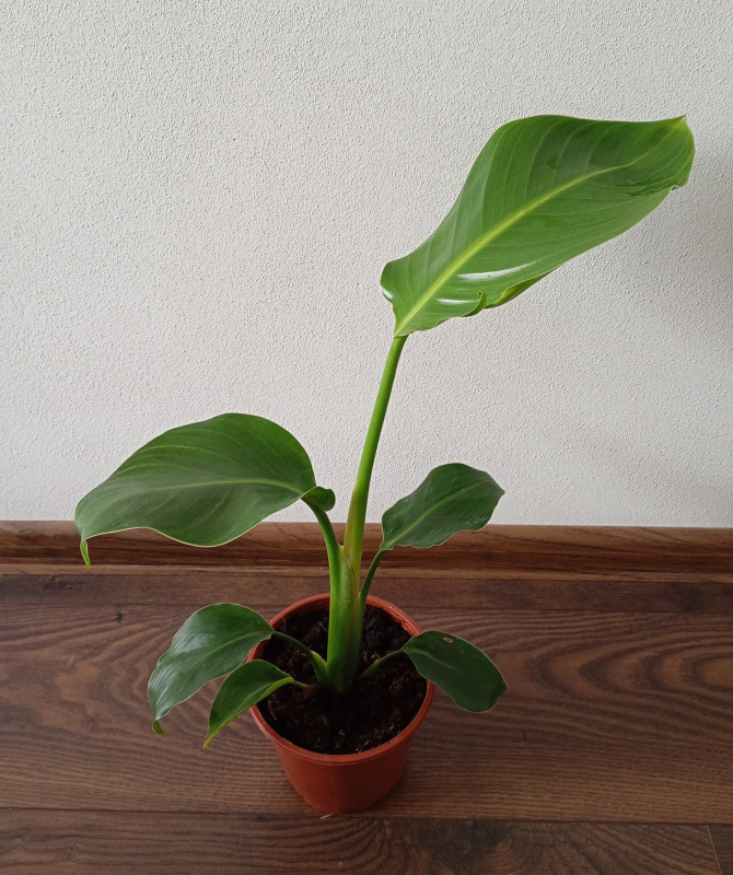 Strelitzia nicolai