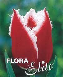 Tulipa Fringed Canasta/10 ks