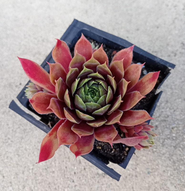 Sempervivum "Andinn Lambo" 1