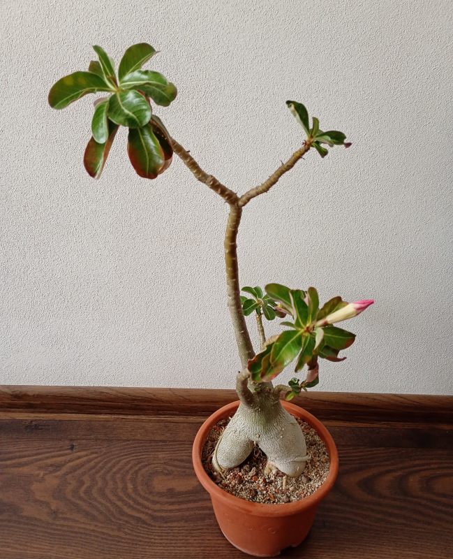 Adenium obesum - semenáč