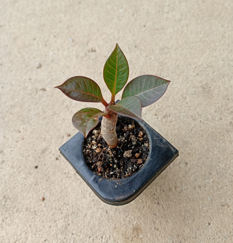 Plumeria rubra "Purple Tempera" - semenáč