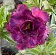 Adenium obesum Variegated Triple Purple Flowers - vrúbľovaná rastlina
