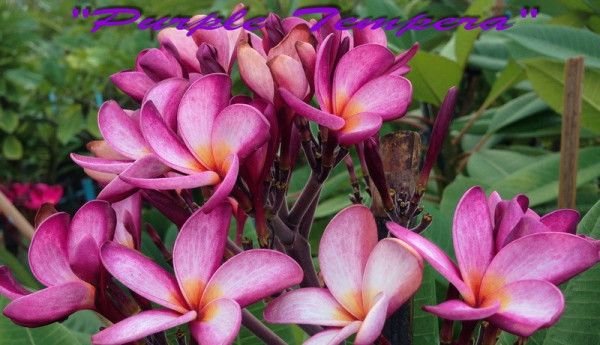Plumeria rubra "Purple Tempera" - semenáč 2