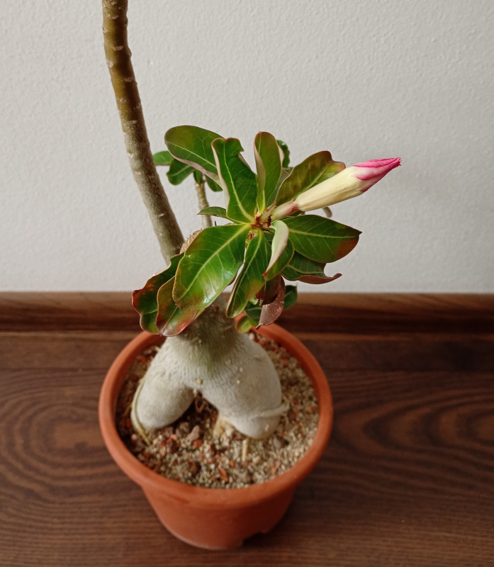 Adenium obesum - semenáč 2