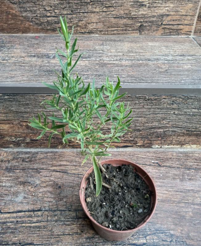 Gypsophila paniculata