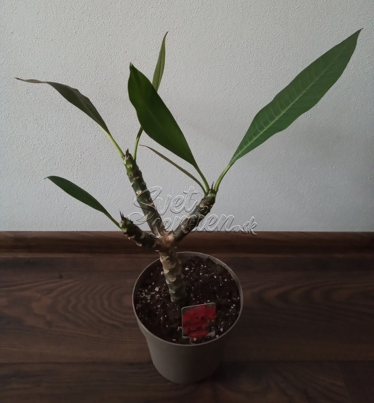 Plumeria rubra - ružovo červený kvet 1