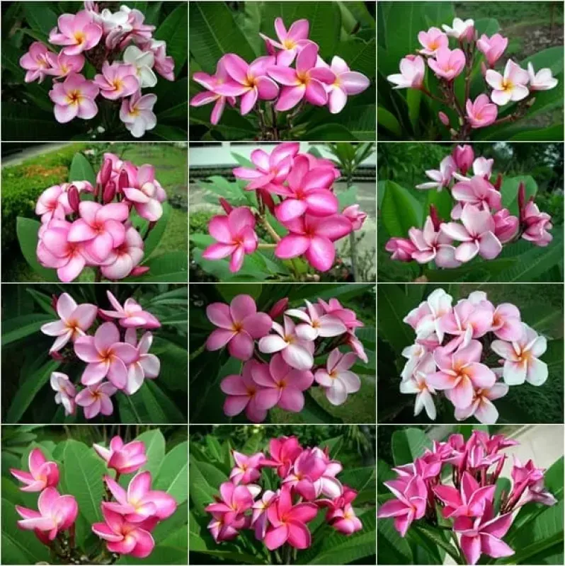 Plumeria rubra PINK - MIX ružových farieb - 1 rastlina