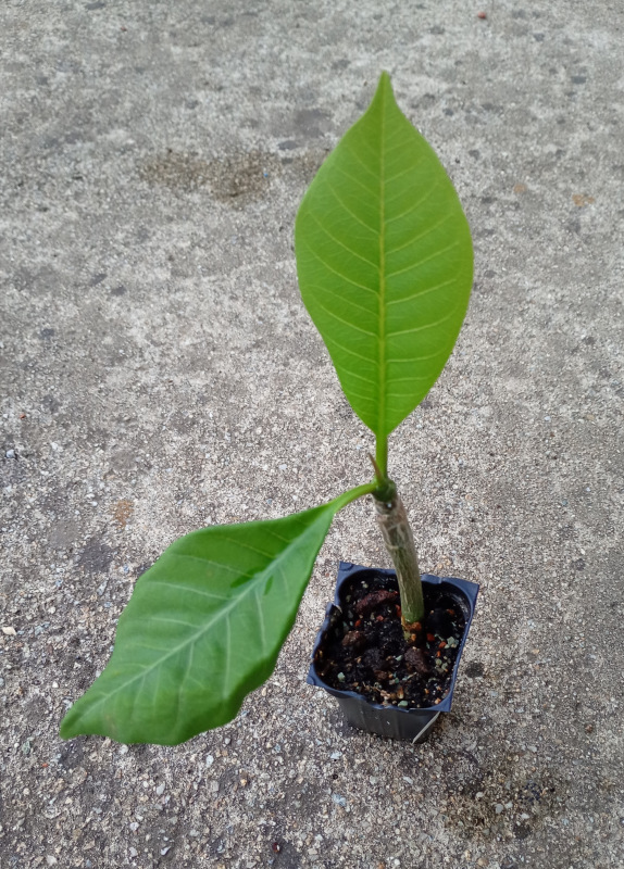 Plumeria rubra "Purple Tempera" - semenáč