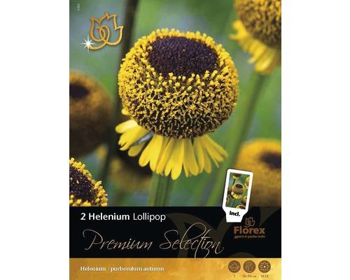 Helenium Lollipop 2 ks