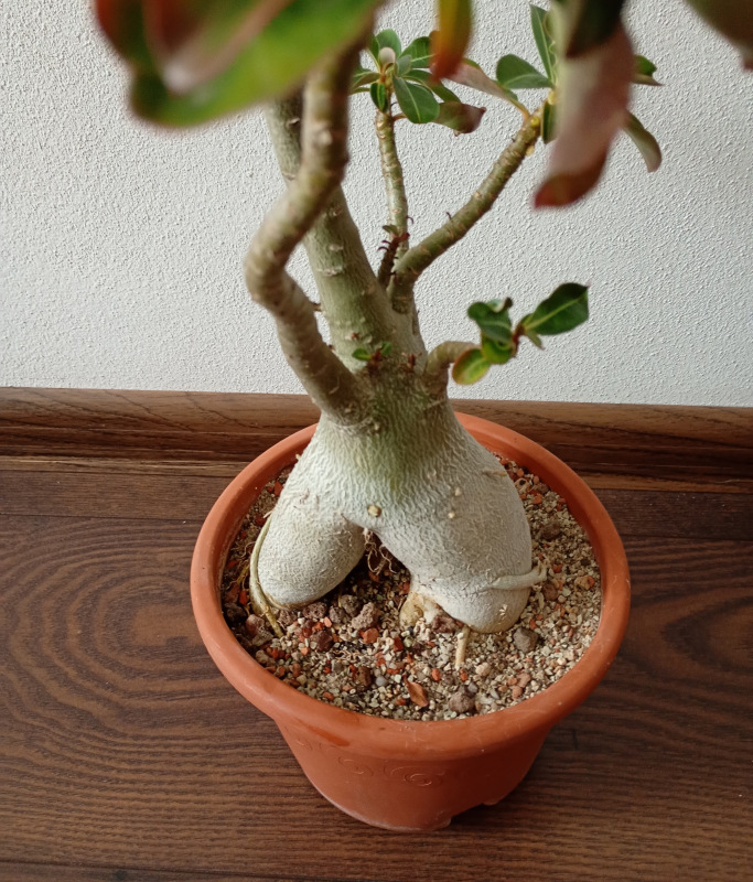 Adenium obesum - semenáč 3
