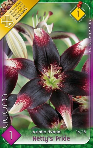 Lilium Asiatic Hybrid Netty´s Pride/1 ks