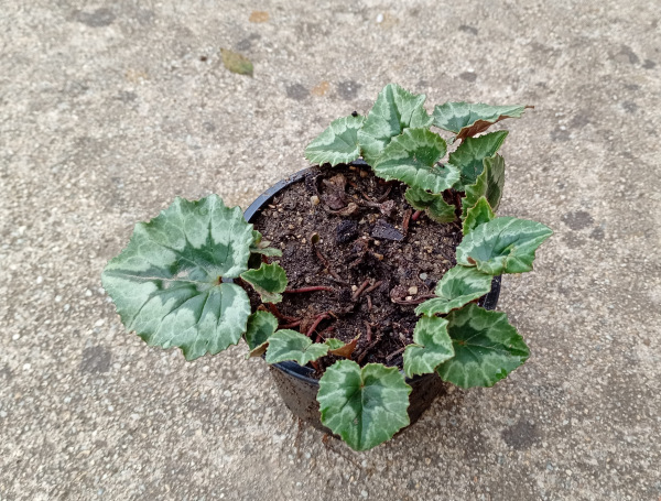 Cyclamen hederifolium