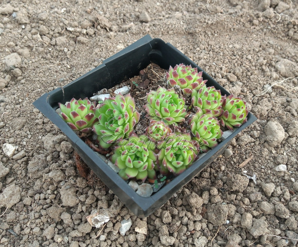 Sempervivum "Pittoni"