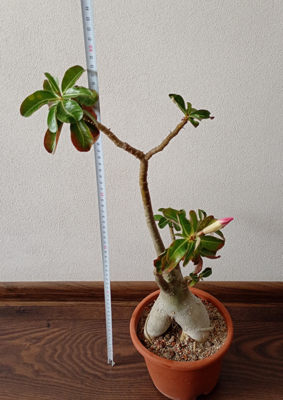 Adenium obesum - semenáč 1