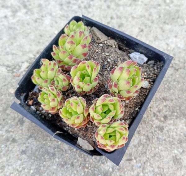 Sempervivum "Pittoni"
