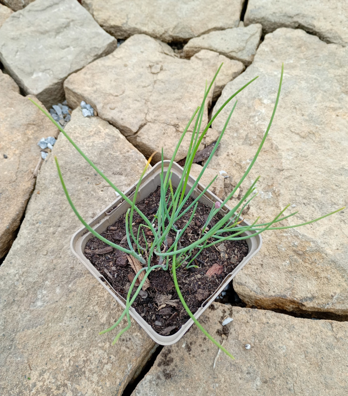 Pažítka (Allium schoenoprasum)