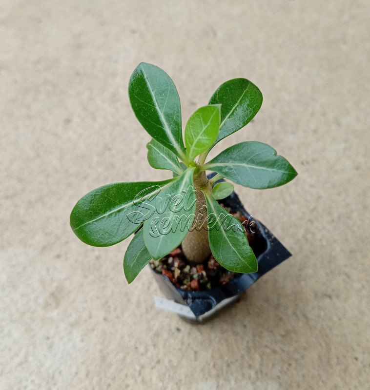 Adenium obesum "Triple Magic Moment" - semenáč
