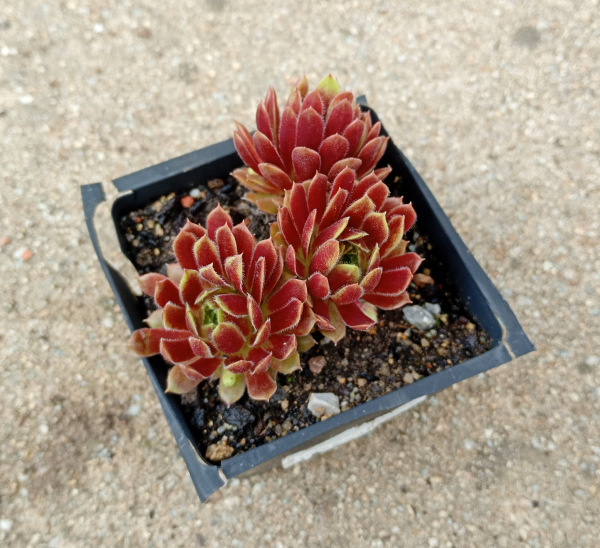 Sempervivum "Kappa"