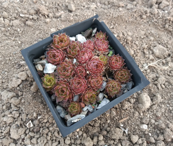 Sempervivum "Gollum"