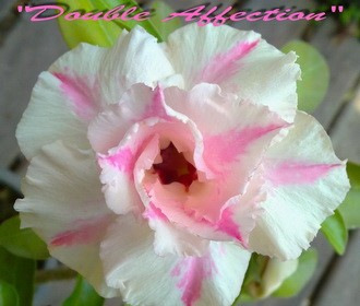 Adenium obesum "Double Affection" 2 naklíčené semená