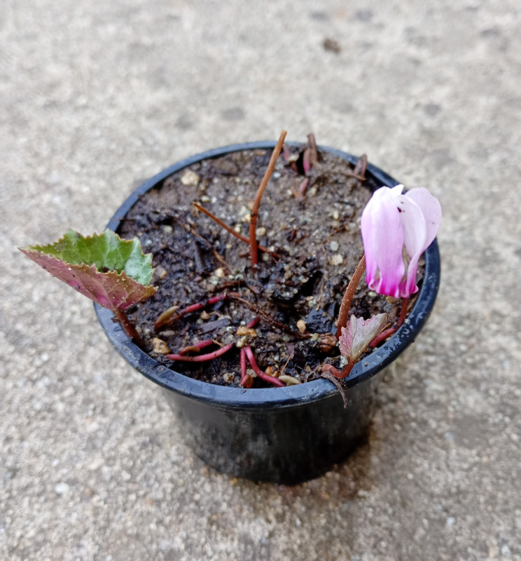 Cyclamen hederifolium 1