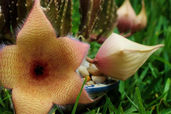 Stapelia gigantea 5 semien