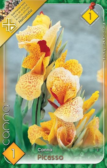Canna Picasso
