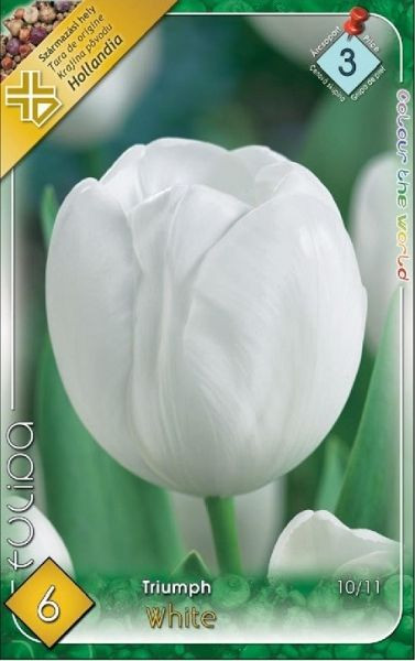 Tulipa Triumph White/6 ks