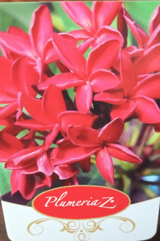 Plumeria rubra - ružovo červený kvet