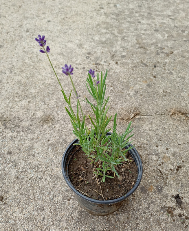 Lavandula angustifolia (Levanduľa lekárska)