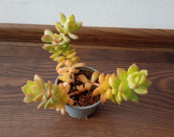 Sedum adolphii
