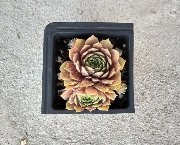 Sempervivum "Wichita"