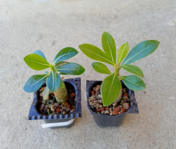 Adenium obesum "Triple Magic Moment" - semenáč