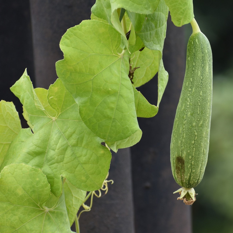 Luffa cylindrica (Lufa valcovitá) 1 ks -sadenička 1